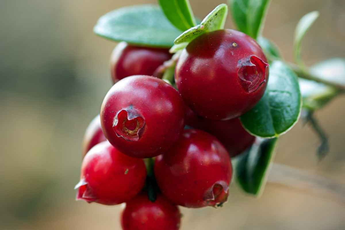 cranberries-is-also-part-of-30-christmas-party-decoration-ideas